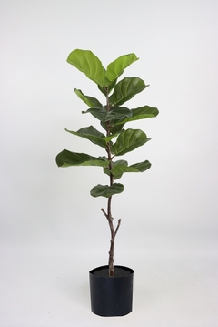 PLANTA ARTIFICIAL FICUS PANDURATA 120CM - comprar online