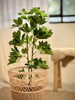 PLANTA ARTIFICIAL SCHEFFLERA - comprar online