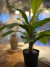 PLANTA ARTIFICIAL ANTHURIUN 60CM en internet
