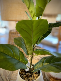 PLANTA ARTIFICIAL FICUS MINI - El Almacén de Totó® | #Inspirando Mujeres |