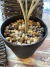 PLANTA ARTIFICIAL CON MACETA REMOVIBLE CH