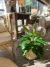 Imagen de PLANTA ARTIFICIAL ANTHURIUN 60CM