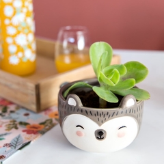 Bowls / Macetas de Cerámica Animalitos - tienda online