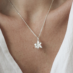 Flor natal de Mayo - Lirio