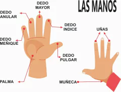 Imagen de APRENDO MI CUERPO
