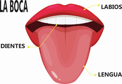 APRENDO MI CUERPO - comprar online