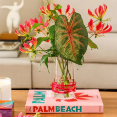 Vaso G Color Line - Rubine na internet