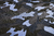 Tecido Sarja Cotton Camuflado Azul - S4 - comprar online