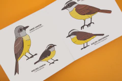 Imagen de Fiu-fiu Medellín (2a edición)