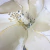 Detalhes do Papel de Parede Floral Bege, Cinza e Dourado com Brilho - Coleção Entre Linhas 0302 | 10 metros | Cola Grátis - Ciça Braga