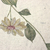 Detalhes da estampa do Painel de Parede Cortina de Flores Lilás - Coleção Memórias de Infância - MI201042 | Tamanho Personalizado - Venda por Metro Quadrado | Cola Grátis - Ciça Braga