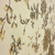 Ângulo do Papel de Parede Floral Bege e Dourado - Coleção Bright Wall - 8,2 metros | 6130605 - Ciça Braga