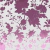 Papel de Parede Floral Rosa e Branco Brilho - Coleção Bright Wall - 8,2 metros | 6130611 - Ciça Braga