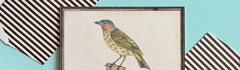 Banner da categoria PÁSSAROS