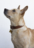 Collar Moro (perro) - Casia