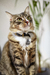 Collar Nacho (gato) - Casia