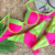 Biquíni Duo Color Pink Neon - RAY BEACHWEAR