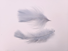 Pluma Gallito x50u en internet