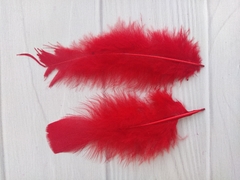 Pluma Gallo Grande x50u en internet