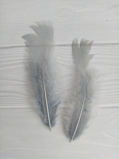 Pluma Gallo Grande x50u