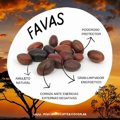 FAVA / SEMILLA OJO DE BUEY