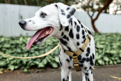 Arnes para Perro Zeedog Sand H-Harness Extra Small - tienda en línea