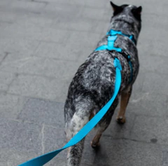 Arnes para Perro Zeedog Ultimate Blue H-Harness Large - MiMaskotica | Tienda para Mascotas