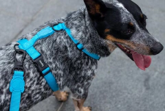 Arnes para Perro Zeedog Ultimate Blue H-Harness Large - tienda en línea