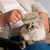 King Lee Pet Pro: sorprende a tu amigo de cuatro patas - KingLeeStore