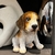 Escultura De Cachorro Beagle Filhote Decorativo Pet Decor - comprar online