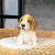 Escultura De Cachorro Beagle Filhote Decorativo Pet Decor - Inigual - Loja de Decoração, Plantas Artificiais, Presentes, Utilidades, Mesa Posta e decoração de Páscoa e Natal