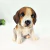 Escultura De Cachorro Beagle Filhote Decorativo Pet Decor - loja online