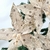 Kit 3 Poinsettia Champanhe Bico De Papagaio 24cm Natal - comprar online