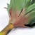 Imagem do Agave Artificial Planta Permanente Decorativa 45cm Premium
