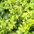 Imagem do Placa De Grama Verde Folhas 60x40cm Planta Artificial
