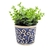 Vaso Decorativo Azul E Branco Grego Cactus 9x10cm P - comprar online