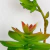 Suculenta Com Broto 19x15cm Planta Artificial Permanente - loja online