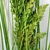 Capim Com Semente Folhagem Planta Artificial Verde 92x6cm - Inigual - Loja de Decoração, Plantas Artificiais, Presentes, Utilidades, Mesa Posta e decoração de Páscoa e Natal