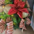 Mini Árvore De Natal Decorada Vermelha Exclusivo Inigual na internet