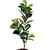 Ficus Lyratta Arvore Planta Artificial Toque Real 170cm