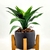 Imagem do Arranjo De Agave Com Vaso Preto 32x19cm Exclusivo Inigual