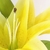Lirio Amarelo Planta Artificial 42x20x26cm Toque Real - Inigual - Loja de Decoração, Plantas Artificiais, Presentes, Utilidades, Mesa Posta e decoração de Páscoa e Natal