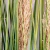 Capim Pluma Desidratada Planta Artificial 120x5cm 3pc - Inigual Decor: Decoração, Presentes e Plantas Artificiais.