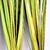 Imagem do Capim Verde Folhagem 110X10cm Planta Artificial Kit 3pc