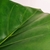 Folha Verde Tropical Planta Artificial 97x30cm Toque Real - Inigual - Loja de Decoração, Plantas Artificiais, Presentes, Utilidades, Mesa Posta e decoração de Páscoa e Natal