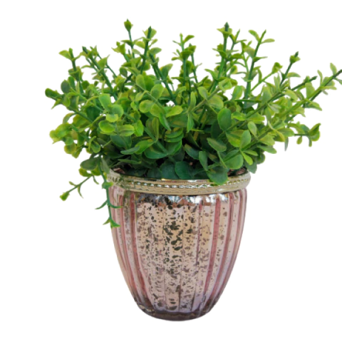 Vasinho Rosa Com Planta Castiçal 9x9 Vaso Pick Eucalipto