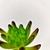 Folhagem Suculenta Hookeril 9x7x7cm Planta Artificial - Inigual - Loja de Decoração, Plantas Artificiais, Presentes, Utilidades, Mesa Posta e decoração de Páscoa e Natal