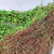 Kit 10 Placa De Grama Paisagismo 90x40cm Jardim Vertical - loja online
