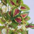 Pendente Tampala 70x25x12cm Planta Artificial Permanente - Inigual - Loja de Decoração, Plantas Artificiais, Presentes, Utilidades, Mesa Posta e decoração de Páscoa e Natal