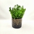Planta Artificial Eucalipto Verde Buquê 37x17cm Kit 3pc - comprar online